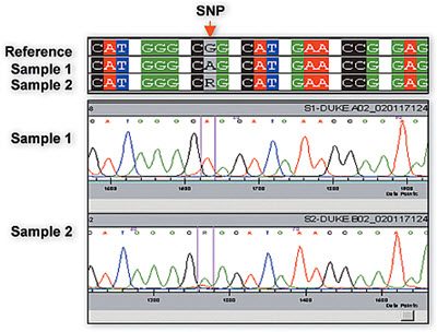genotyping-and-snp-analysis